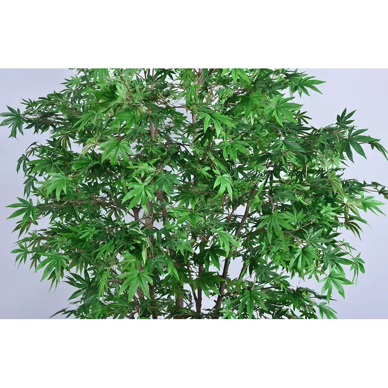 Trending Wholesale Green Maple - đánh giá và giá Dracaena Marginata