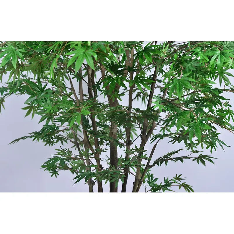 Trending Wholesale Green Maple - đánh giá và giá Dracaena Marginata